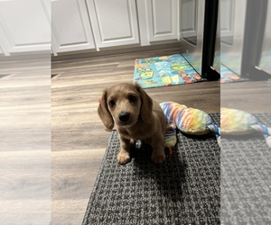 Dachshund Puppy for sale in TROUTMAN, NC, USA