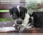 Small Photo #9 Huskimo Puppy For Sale in KALAMAZOO, MI, USA