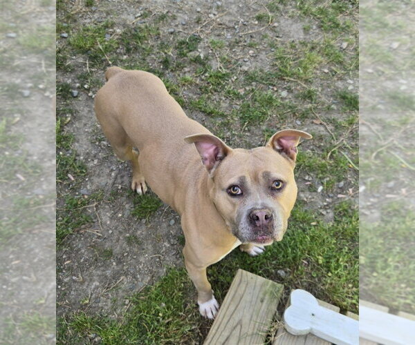 Medium Photo #2 Mutt Puppy For Sale in Glen Allen, VA, USA