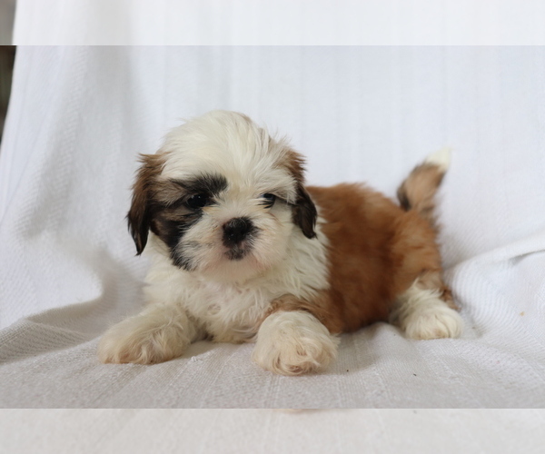 Medium Photo #4 Shih Tzu Puppy For Sale in SHILOH, OH, USA