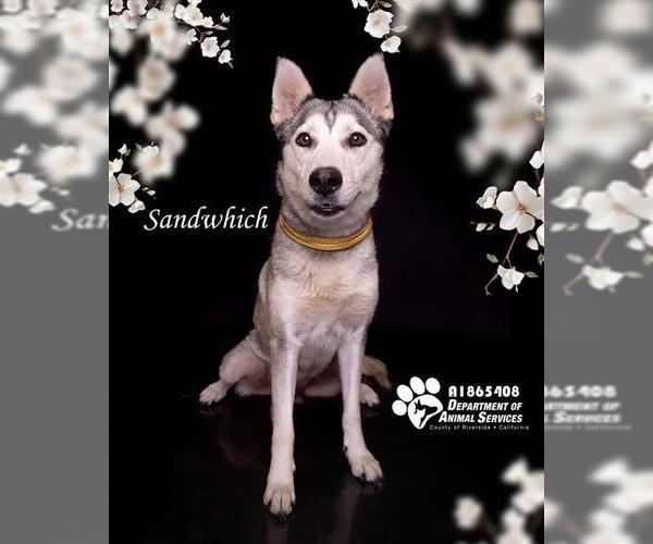 Medium Photo #2 Siberian Husky Puppy For Sale in Riverside, CA, USA