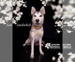 Small #1 Siberian Husky