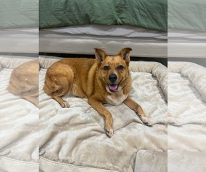 Miss Roxy - Female Mutt Dog for Adoption - Photo #2