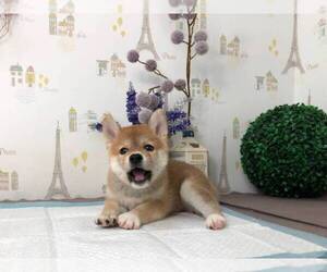 Shiba Inu Puppy for sale in SAN DIEGO, CA, USA