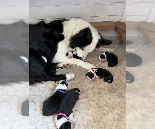 Medium Photo #25 Border-Aussie Puppy For Sale in GLENDORA, CA, USA