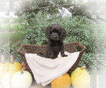 Puppy River Cocker Spaniel-Miniature Bernedoodle Mix