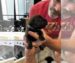 Small Photo #16 Cane Corso Puppy For Sale in REEVESVILLE, SC, USA
