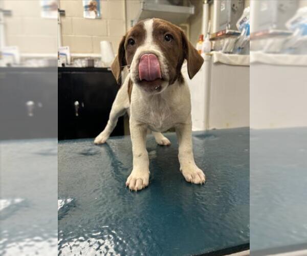 Medium Photo #1 Labrador Retriever-Unknown Mix Puppy For Sale in Mobile, AL, USA