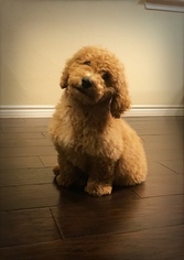Goldendoodle Puppy for sale in FORT WORTH, TX, USA