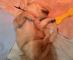 Small Photo #29 Golden Retriever Puppy For Sale in GRAND RAPIDS, MI, USA