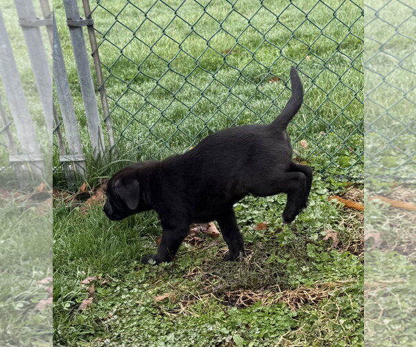 Medium Photo #4 Border Collie-Unknown Mix Puppy For Sale in Landenberg, PA, USA