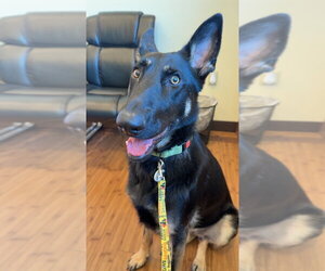 Otti - Female German Shepherd Dog Dog for Adoption - Photo #4