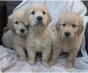 Golden Retriever Litter for sale in MODESTO, CA, USA