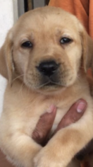 Labrador Retriever Puppy for sale in KATY, TX, USA