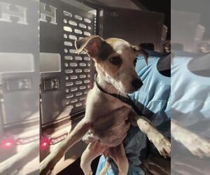 Mutt Dogs for adoption in San Antonio, TX, USA