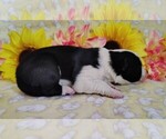 Small Photo #51 Border Collie Puppy For Sale in NORBORNE, MO, USA