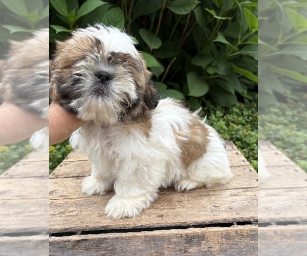 Medium Photo #3 Shih Tzu Puppy For Sale in MIDDLEBURY, IN, USA