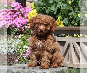 Poodle (Miniature) Puppy for sale in QUARRYVILLE, PA, USA