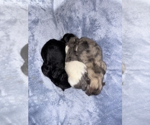 Pomeranian Puppy for sale in INDIO, CA, USA