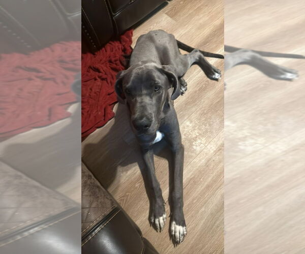 Medium Photo #4 Great Dane Puppy For Sale in Bullard, TX, USA