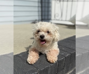 Havanese Puppy for sale in NEPTUNE, NJ, USA