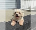 Small Havanese