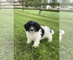 Lhasa-Poo Puppy for sale in SENECA FALLS, NY, USA