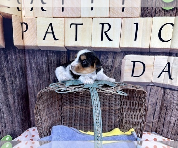 Medium Photo #7 Yorkshire Terrier Puppy For Sale in CASSVILLE, MO, USA