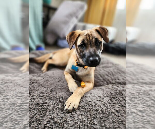 Medium Photo #1 Mutt Puppy For Sale in Plainfield, IL, USA