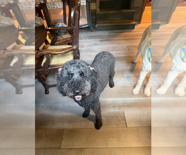 Medium Photo #1 Goldendoodle mix (+ Poodle Standard) Puppy For Sale in WEAVER, AL, USA