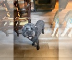 Small Photo #1 Goldendoodle mix (+ Poodle Standard) Puppy For Sale in WEAVER, AL, USA