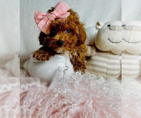Medium Photo #9 Poodle (Toy) Puppy For Sale in DACULA, GA, USA