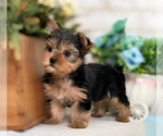 Small Photo #7 Yorkshire Terrier Puppy For Sale in SAN MATEO, CA, USA
