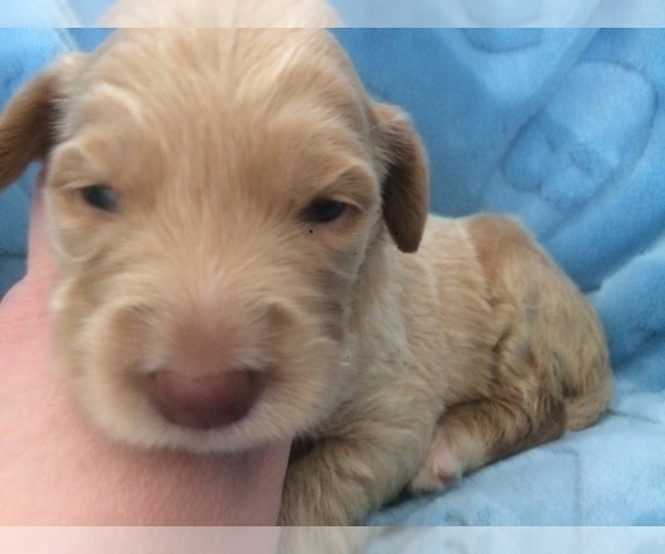 Medium Photo #3 Double Doodle Puppy For Sale in KALISPELL, MT, USA
