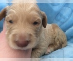Small Photo #3 Double Doodle Puppy For Sale in KALISPELL, MT, USA