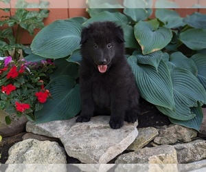 Belgian Sheepdog Puppy for sale in HAMILTON, MO, USA