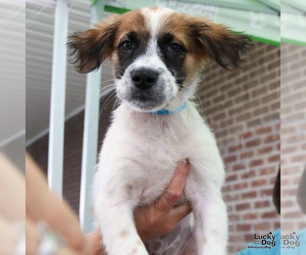 Medium Photo #3 Spaniel-Unknown Mix Puppy For Sale in Washington, DC, USA