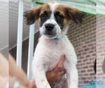 Small #2 Spaniel Mix