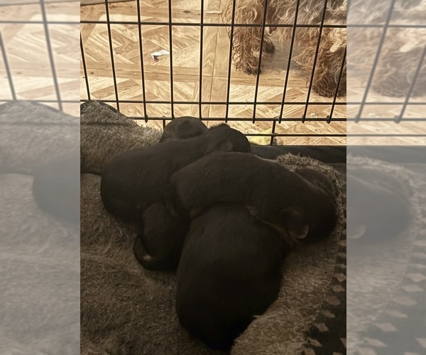 Medium Photo #2 Yorkshire Terrier Puppy For Sale in DENHAM SPRINGS, LA, USA