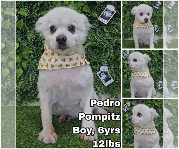 Medium Photo #1 Pomeranian-pomeranian spitz Mix Puppy For Sale in Seattle, WA, USA