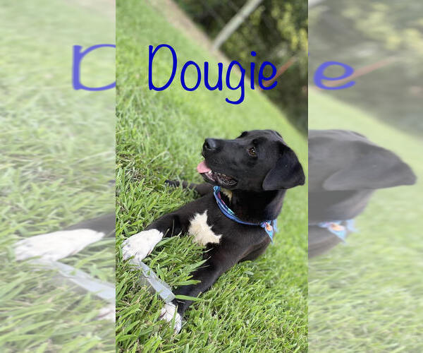 Medium Photo #2 Labrador Retriever-Unknown Mix Puppy For Sale in Conway, AR, USA