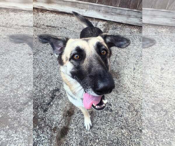 Medium Photo #1 Mutt Puppy For Sale in Houston, TX, USA