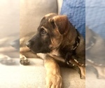 Small Photo #30 German Shepherd Dog Puppy For Sale in HAMILTON, NJ, USA