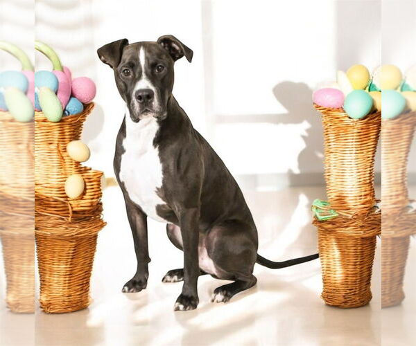 Medium Photo #17 American Pit Bull Terrier-Unknown Mix Puppy For Sale in Plymouth, MN, USA