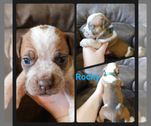 Olde English Bulldogge Puppy for sale in WHEELER, MI, USA