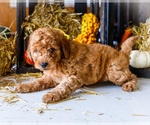 Small #1 Goldendoodle-Poodle (Miniature) Mix