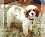 Small Photo #1 Labradoodle-Poodle (Miniature) Mix Puppy For Sale in GREENSBORO-HIGH POINT-WINSTO, NC, USA