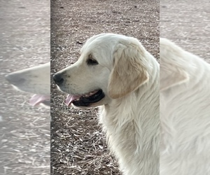 English Cream Golden Retriever Puppy for Sale in BARNWELL, South Carolina USA