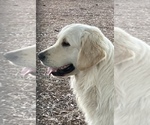 Image preview for Ad Listing. Nickname: Hank