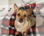 Sandy - Female Chiweenie Dog for Adoption - Small photo